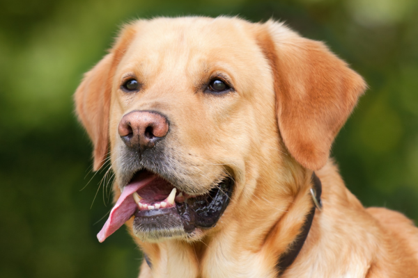 Labrador retrívr